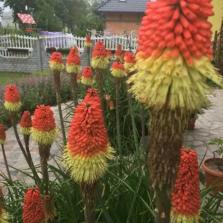 Red Rose Kwatera prywatna *