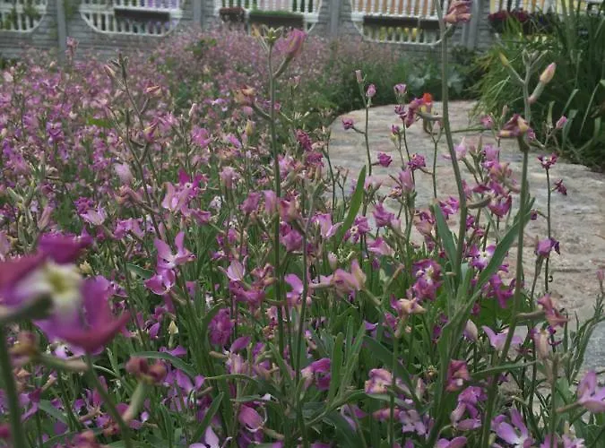 Red Rose Ubytování v soukromí