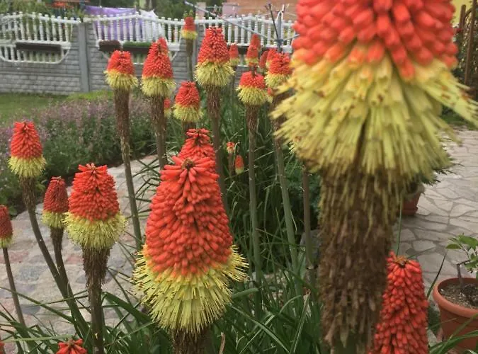 Red Rose Ubytování v soukromí *